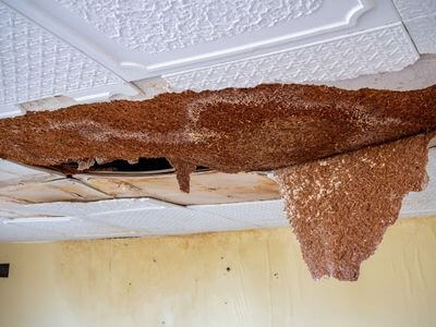 Professional water damage restoration services in Eastaboga, AL - Water Damage Restoration